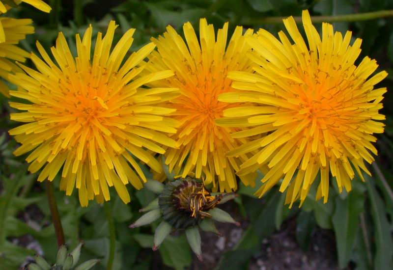 Taraxacum  sp.